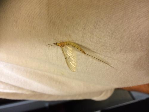 Ephemera glaucops
