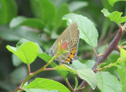 Satyrium pruni