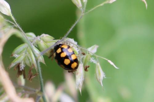 Réf. 143 796 : Coccinula quatuordecimpustulata