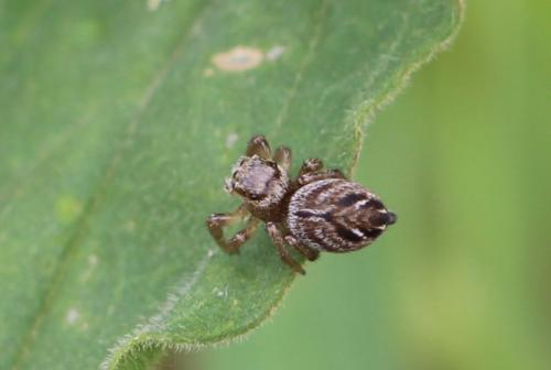 Evarcha arcuata