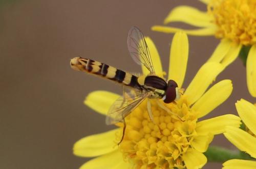 Réf. 143 698 : Sphaerophoria scripta