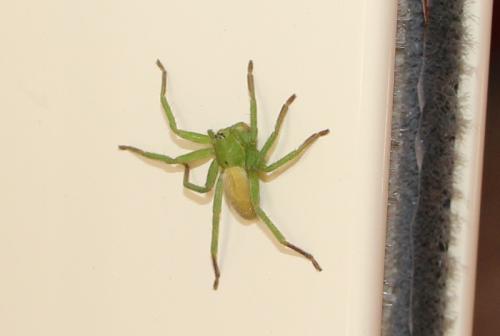 Micrommata ligurina