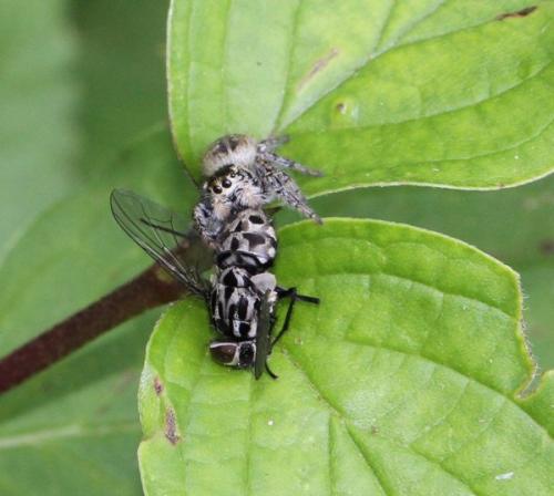Carrhotus xanthogramma