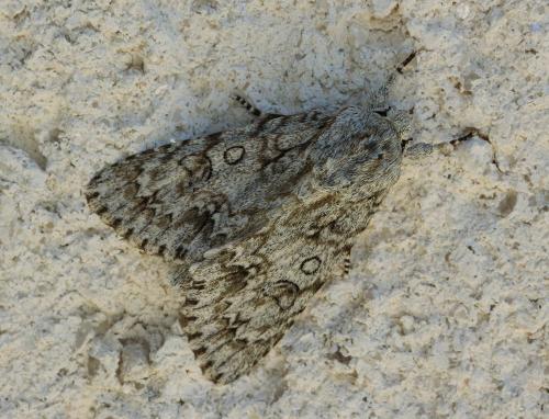 Réf. 143 429 : Acronicta aceris