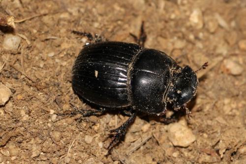 Copris lunaris