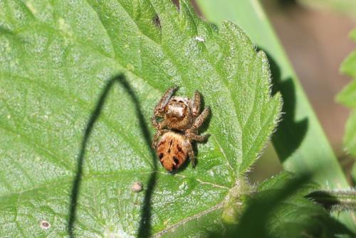 Evarcha arcuata