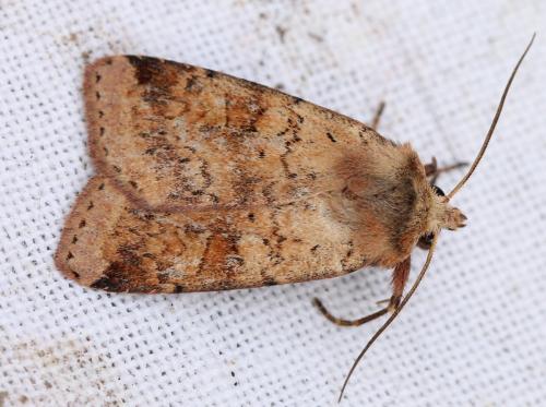 Diarsia mendica