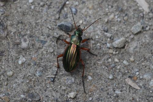 Réf. 143 798 : Carabus auratus