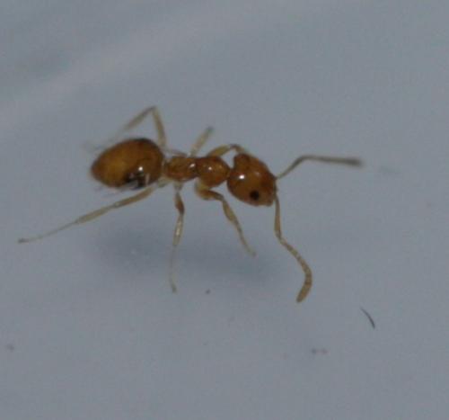 Brachymyrmex heeri