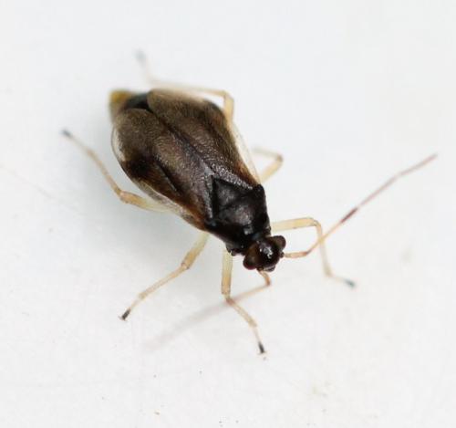 Réf. 143 259 : Bryocoris pteridis