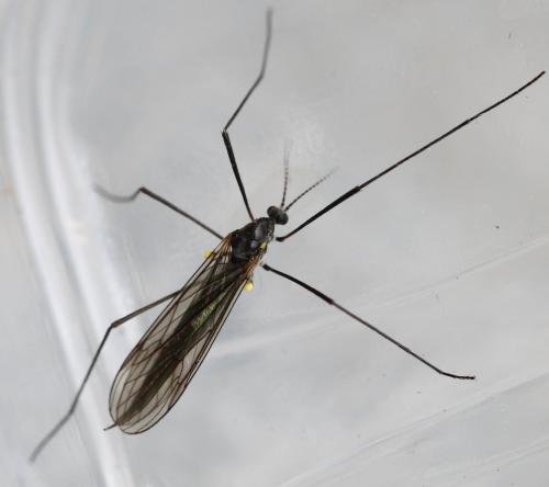 Gnophomyia sp.