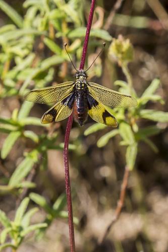 Libelloides longicornis