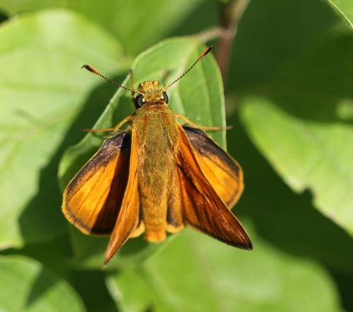 Ochlodes sylvanus