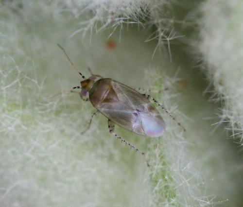 Campylomma verbasci