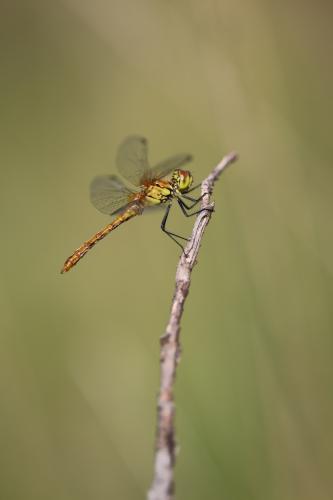 Sympetrum sanguineum