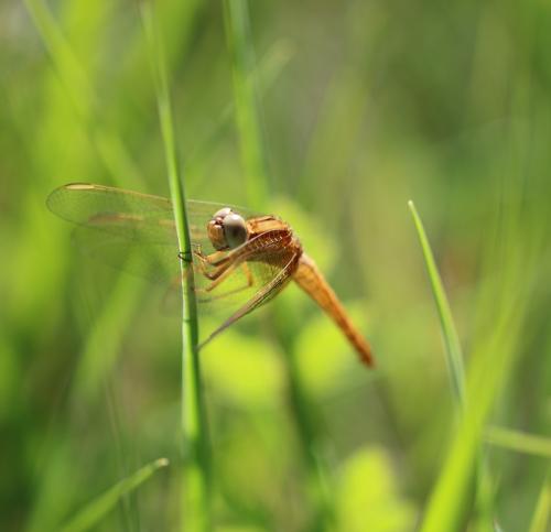 Réf. 143 970 : Crocothemis erythraea