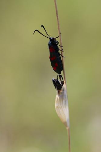 Zygaena filipendulae
