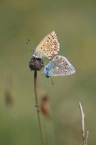 Polyommatus bellargus