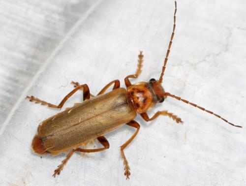Réf. 143 994 : Cantharis rufa