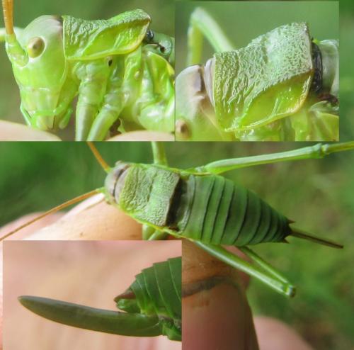 Réf. 143 508 : Callicrania ramburii
