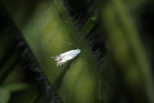 Leucoptera spartifoliella