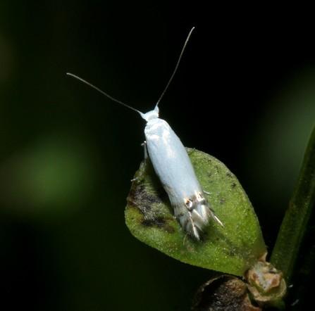 Leucoptera spartifoliella