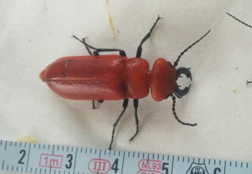 Synhoria maxillosa