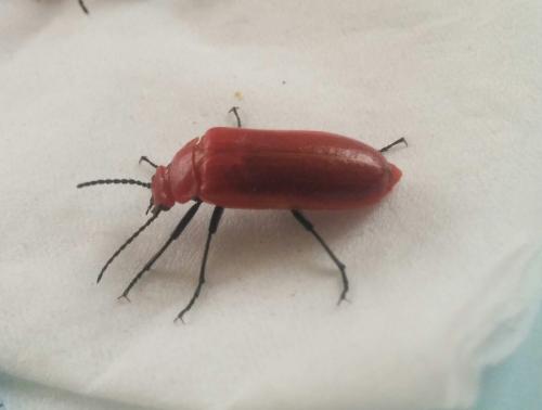 Synhoria maxillosa