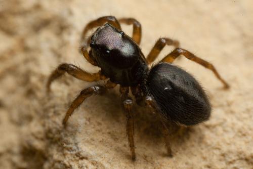 Chalcoscirtus nigritus