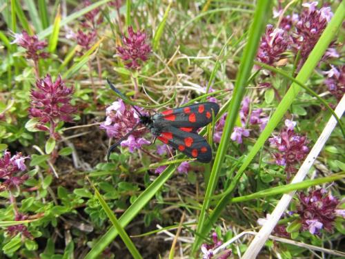 Zygaena transalpina