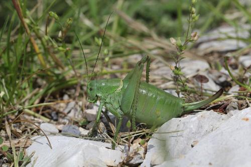 Réf. 143 215 : Polysarcus scutatus