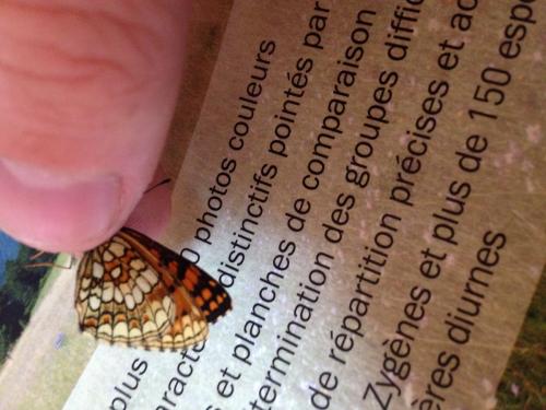 Melitaea sp.