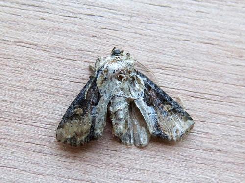 Réf. 143 552 : Lateroligia ophiogramma
