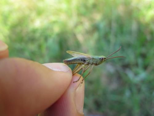 Pseudochorthippus parallelus