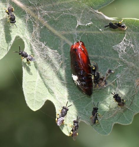 Brachymeria sp.