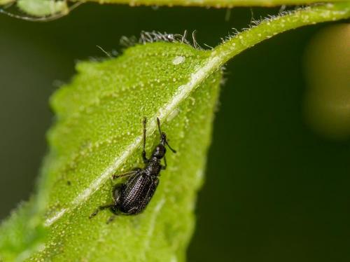 Deporaus betulae