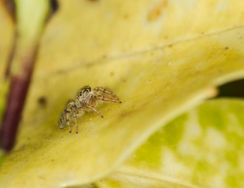 Macaroeris nidicolens