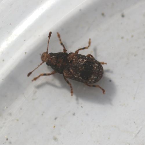 Pseudeuparius sepicola