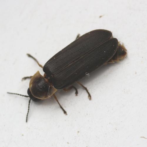 Lampyris noctiluca