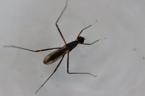 Rainieria calceata