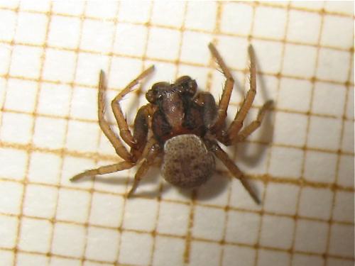 Ozyptila sp.