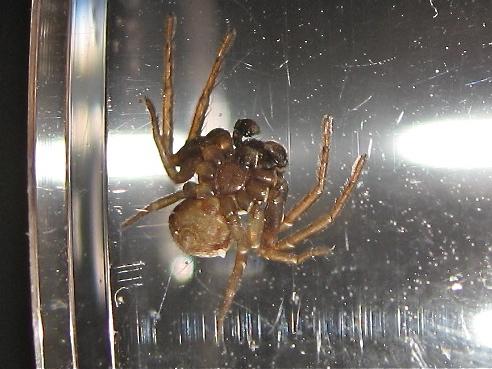 Ozyptila sp.