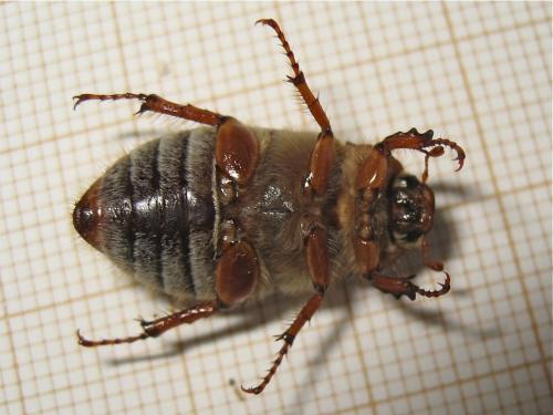 Amphimallon solstitiale