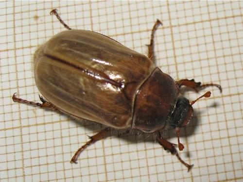Amphimallon solstitiale