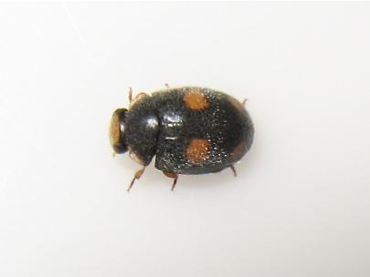 Platynaspis luteorubra