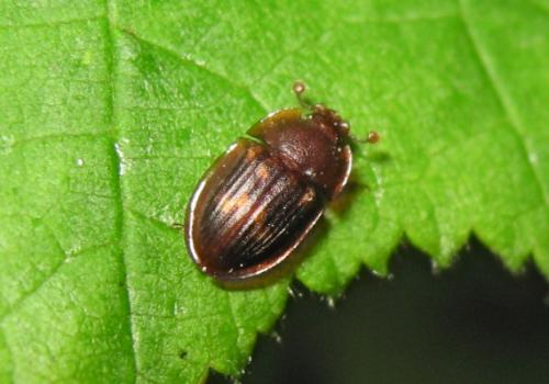 Amphotis marginata