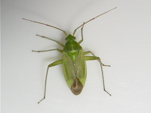 Closterotomus norwegicus