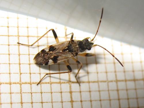 Beosus maritimus