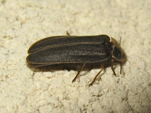Lampyris noctiluca