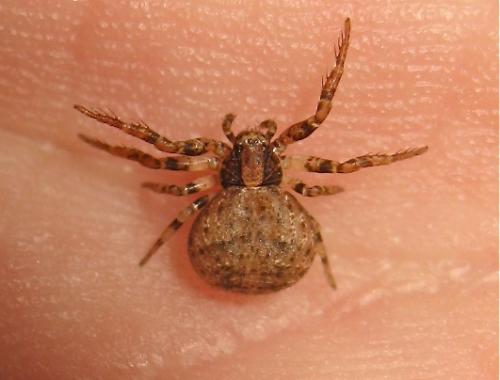 Ozyptila sp.